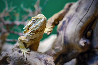 --dan sığınak açık göz ve bir portre ile bir kertenkele bir iguana sürünür