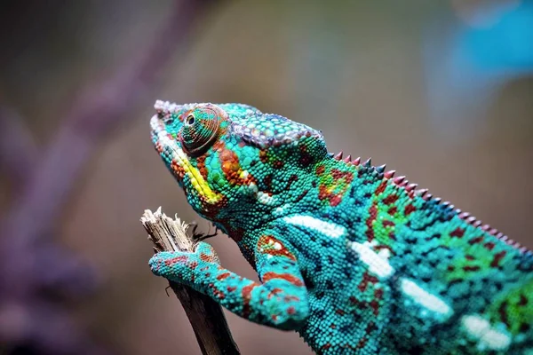 Ödlan Kameleont Närbild Med Brokig Färg Kryper Och Ser — Stockfoto
