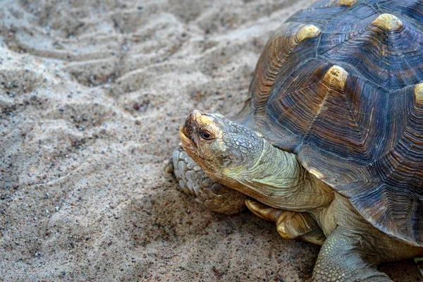 Part Big Turtle Sand Put Forward Head Armor Closeup — Stock Photo, Image