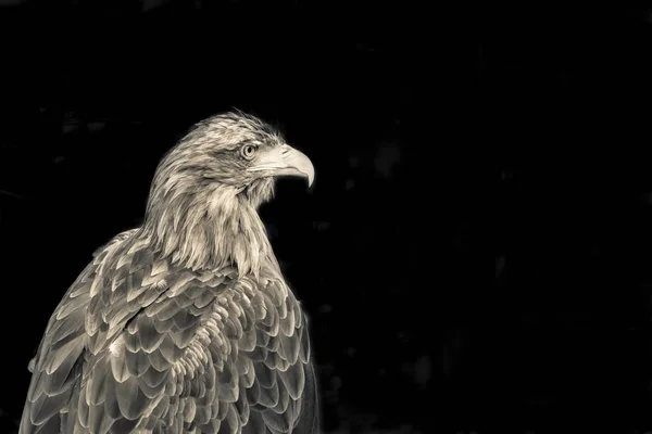 Gran Águila Color Sepia Primer Plano Con Aspecto Depredador Con — Foto de Stock