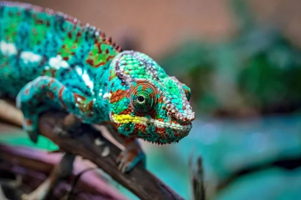 Flekatý Ještěrka Kterou Chameleon Pestrý Barva Zvlněný Detailní Popředí Vplíží — Stock fotografie