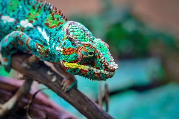 Spotty Lizard Chameleon Motley Color Corrugated Skin Closeup Foreground Creeps — Stock Photo, Image