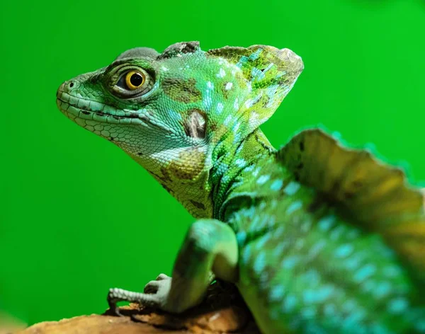 Green Lizard Chameleon Corrugated Skin Closeup Foreground Green Background Stand — Stock Photo, Image