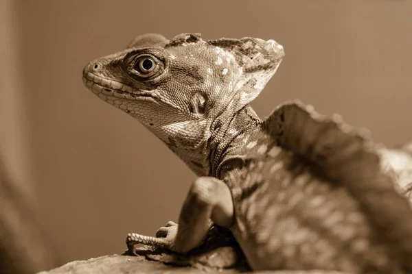 Lizard Chameleon Corrugated Skin Closeup Foreground Brown Background Sepia Stand — Stock Photo, Image