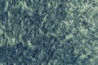 çalılar duvar kağıdı veya doğal bir arka plan için mavi renkteki bir bitkinin dokusuna