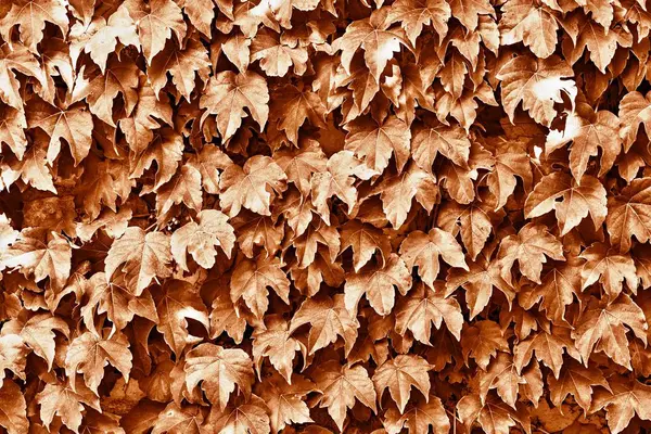 Textura Folhas Uma Planta Cor Marrom Para Fundo Natural Para — Fotografia de Stock