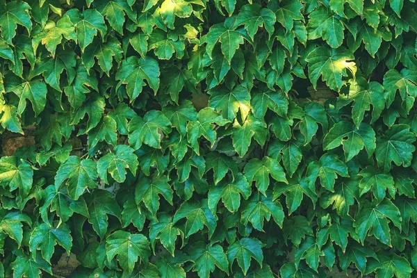 Textura Folhas Uma Planta Cor Verde Para Fundo Natural Para — Fotografia de Stock