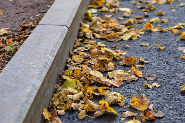 Herbst Laub Nahaufnahme Auf Der Straße Asphalt Über Eine Steinerne — Stockfoto