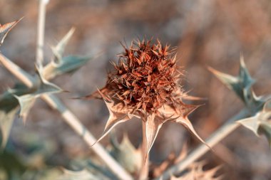 çiçek açması dikenli bitki bir soyut çiçek closeup ile