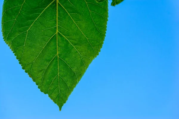 Parte Uma Grande Folha Verde Com Estrias Closeup Contra Fundo — Fotografia de Stock