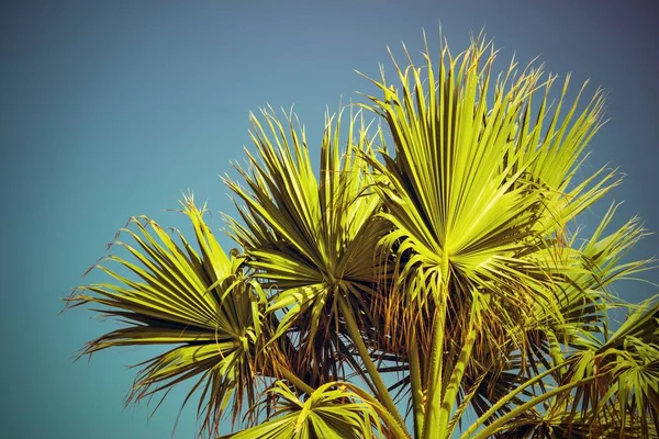 Grandes Ramas Verdes Magníficas Hojas Una Palmera Sobre Fondo Del — Foto de Stock