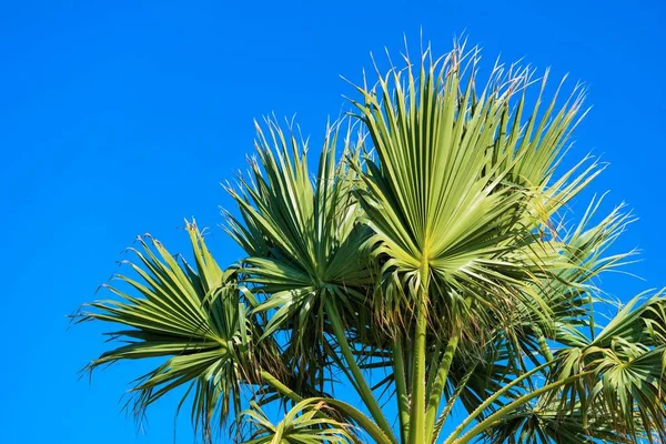 Grandes Ramas Verdes Magníficas Hojas Una Palmera Sobre Fondo Del — Foto de Stock