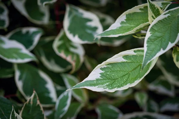 Абстрактные Листья Растения Капельками Воды Естественного Фона — стоковое фото