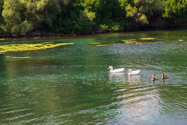 Two White Two Motley Ducks Swim Pond Lake Sunny Day — Stock Photo, Image