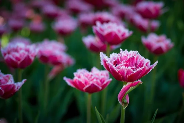 Fine red the blossoming tulips — Stock Photo, Image
