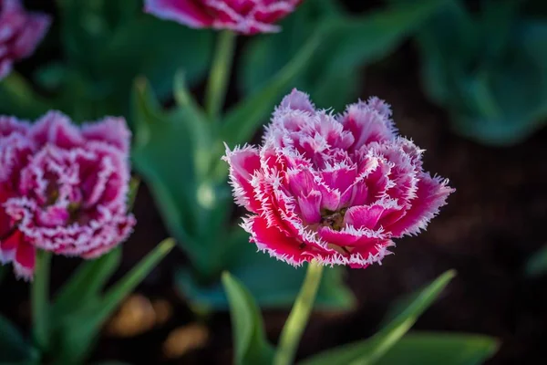 The fine blossoming red tulip — Stock Photo, Image