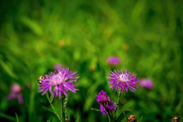 Flores violetas o lila silvestres — Foto de Stock