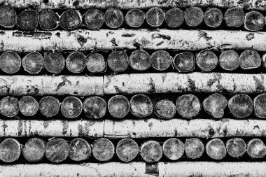 Huş odun bir arka plan için soyut dokusuna