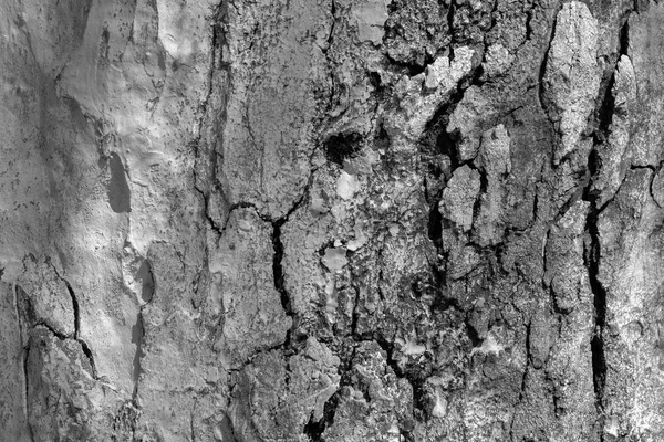 Abstract texture of an old tree — Stock Photo, Image