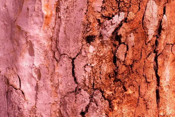 Abstract texture of an old tree — Stock Photo, Image