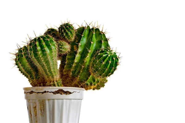 Cactus decorativo sobre fondo blanco — Foto de Stock