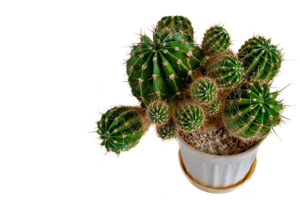 Decorative cactus on a white background — Stock Photo, Image