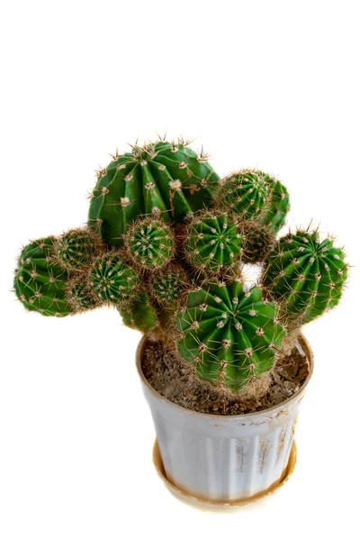 Cactus decorativo sobre fondo blanco —  Fotos de Stock