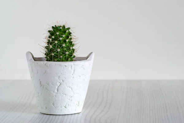 Kleine cactus op een witte achtergrond — Stockfoto