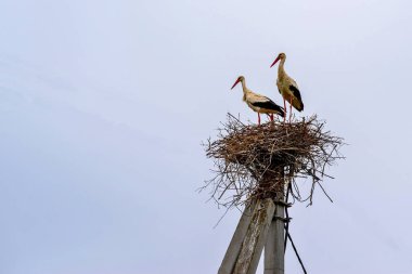 çift büyük bir yuvada bir leylek ayakta