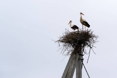çift büyük bir yuvada bir leylek ayakta
