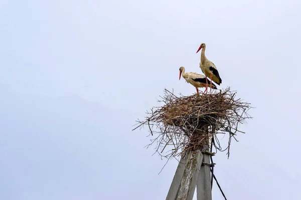 Couple big standing a stork in one nest — Stock Photo, Image