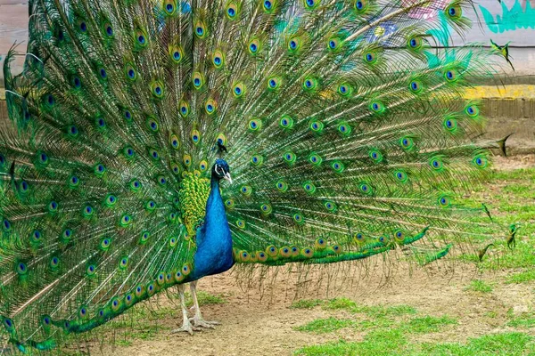 peacock with the fan spread by a tail closeup