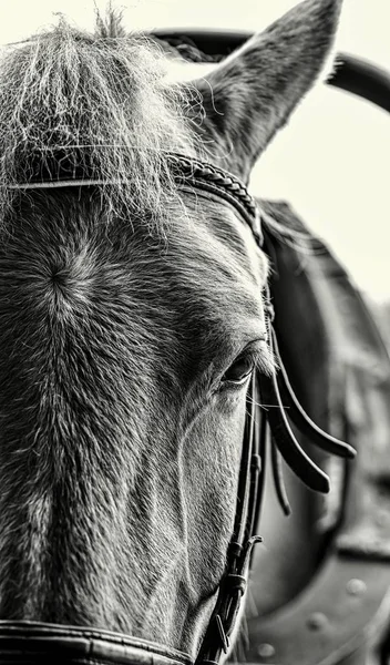 part of the head of a horse closeup of monochrome tone