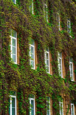 Yeşil bitki örtüsü ile kaplı pencereleri ile tuğla duvar
