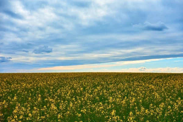 Пейзаж поля з жовтими і зеленими рослинами гірчиці на тлі блакитного і білого хмарного неба — стокове фото