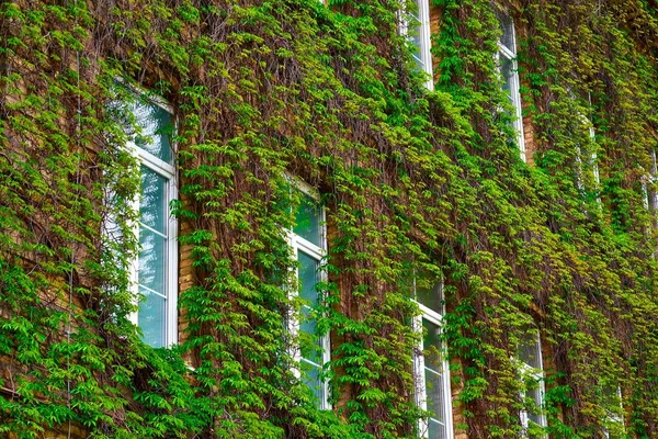 Brick wall with windows covered with green vegetation — Stock Photo, Image