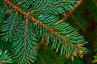 Bir yeşil softwood dalı