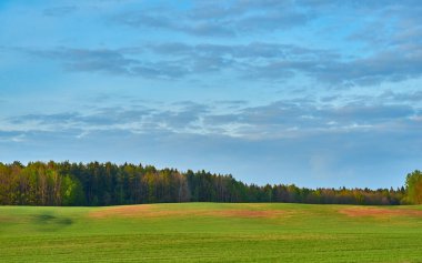 yeşil alanda ağaçlar ve mavi gökyüzünün arka planında