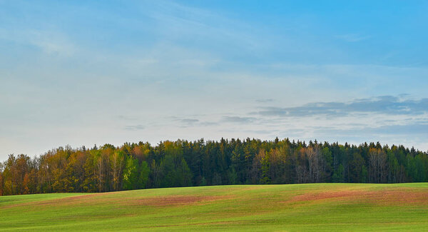площадь леса на зеленом поле и на фоне голубого неба
