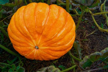 Bahçede büyük bir balkabağı.