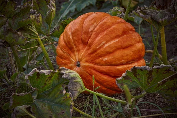 Una grande zucca in giardino — Foto Stock