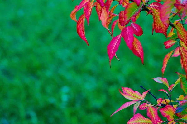 Red leaves of the plant on a blurred green background — Stock Photo, Image