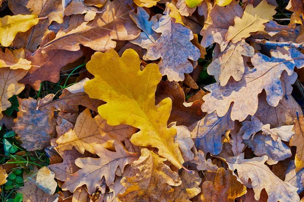 Abstrakter natürlicher Hintergrund — Stockfoto