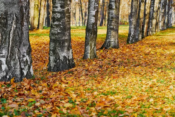 Анотація осіннього пейзажу в парку — стокове фото