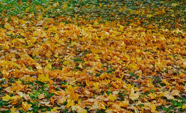 Gelbes Laub des Herbstahorns — Stockfoto