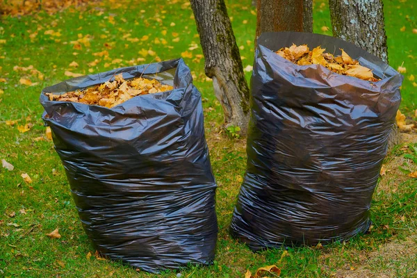 Dva velké pytle na odpadky s podzimním listím Stock Snímky