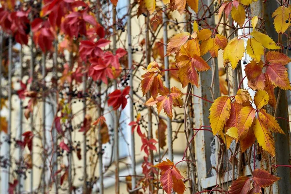 Abstrakte Herbstpflanze auf altem Zaun — Stockfoto