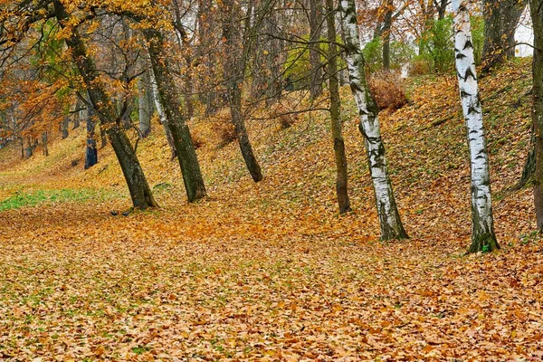 Ландшафт осіннього лісового парку — стокове фото