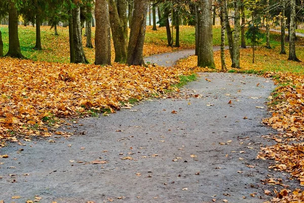 Paisaje del parque forestal de otoño es primer plano —  Fotos de Stock