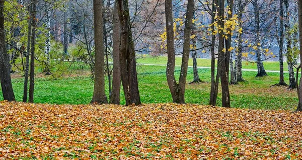 Ландшафт осіннього лісового парку — стокове фото